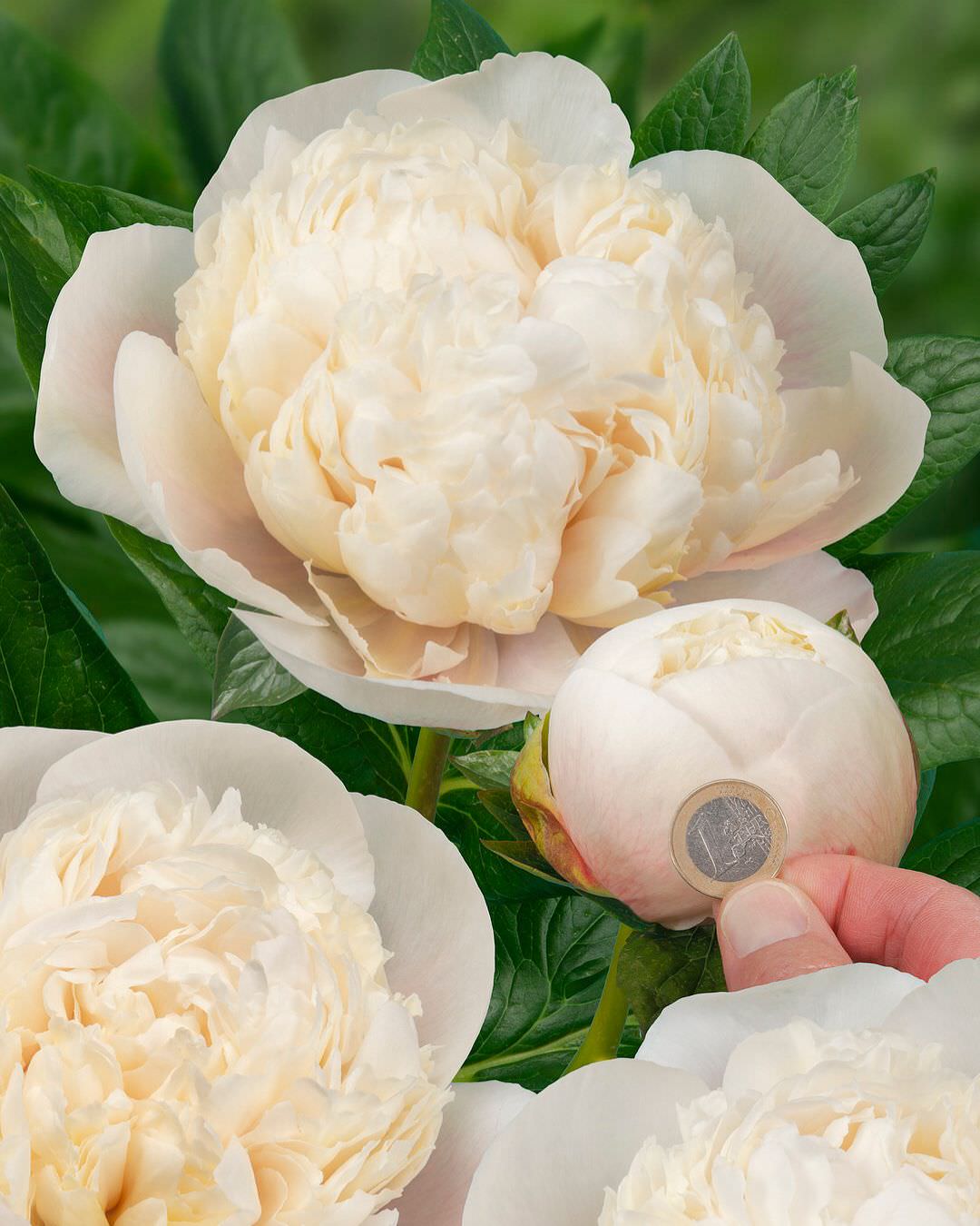 Peony 'Colonel Owen Cousins' (3-5 eye)