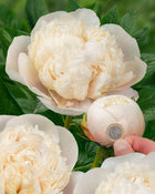 Peony 'Colonel Owen Cousins' (3-5 eye)