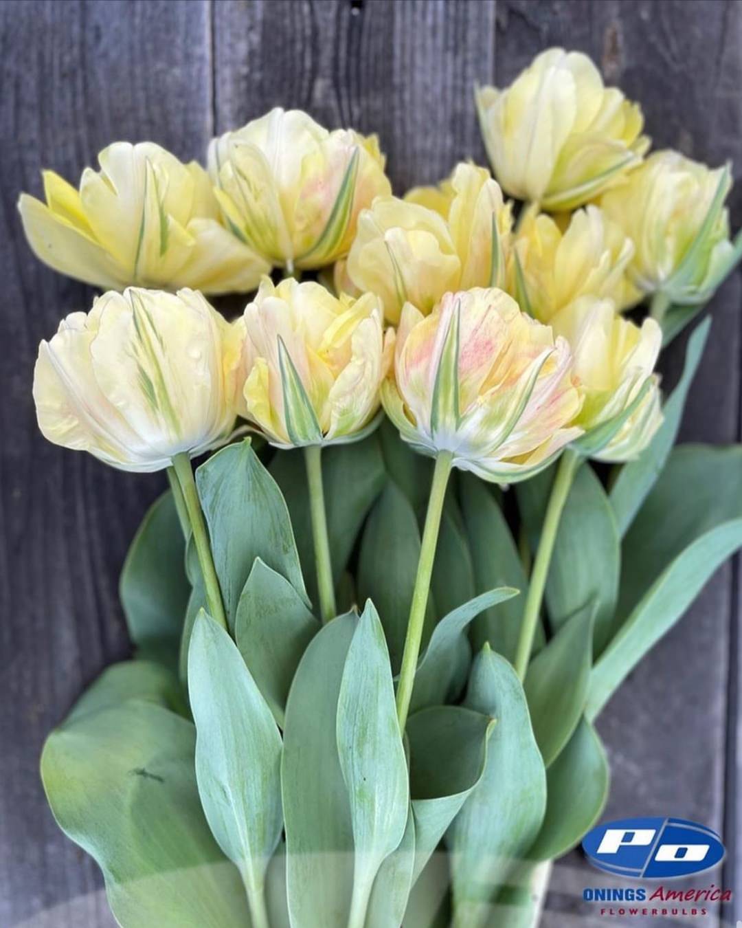 Tulip 'Akebono'