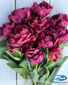 Tulip 'Alison Bradley'