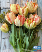 Tulip 'Apricot Parrot'