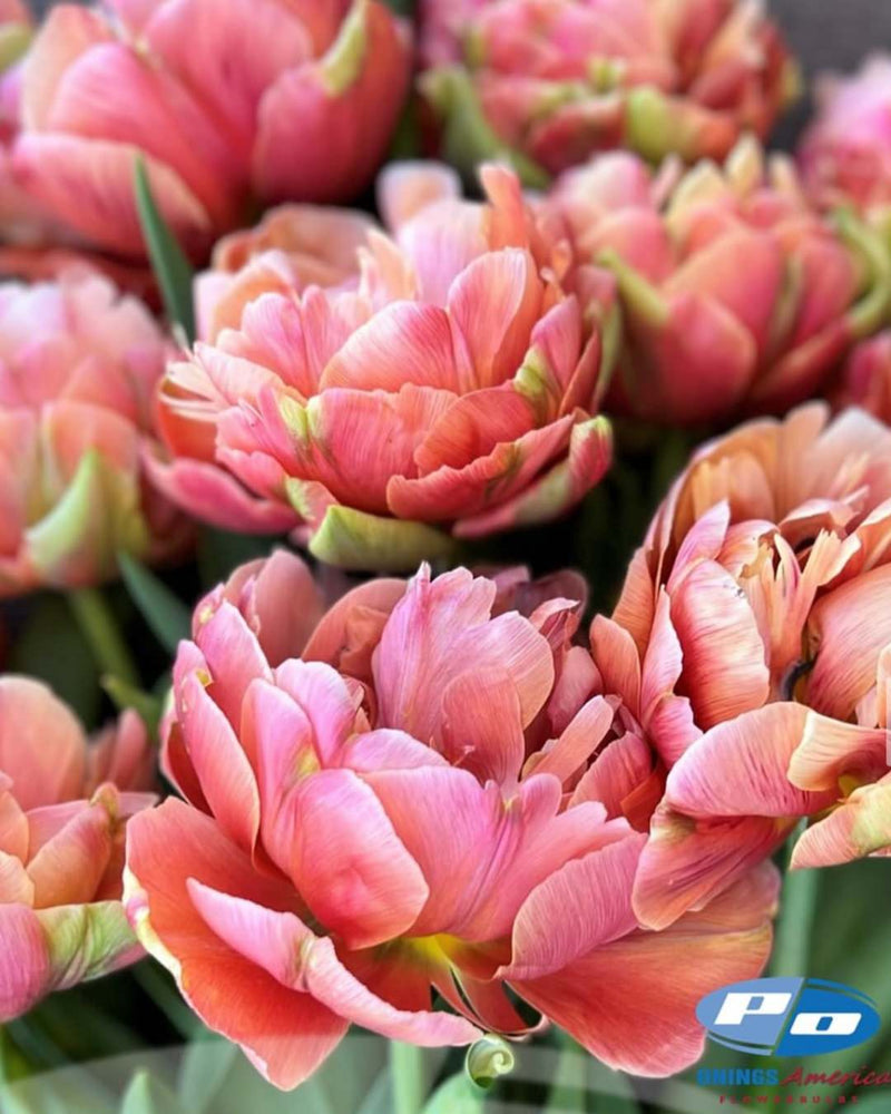 Tulip 'Copper Image'