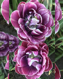 Tulip 'Dream Touch'