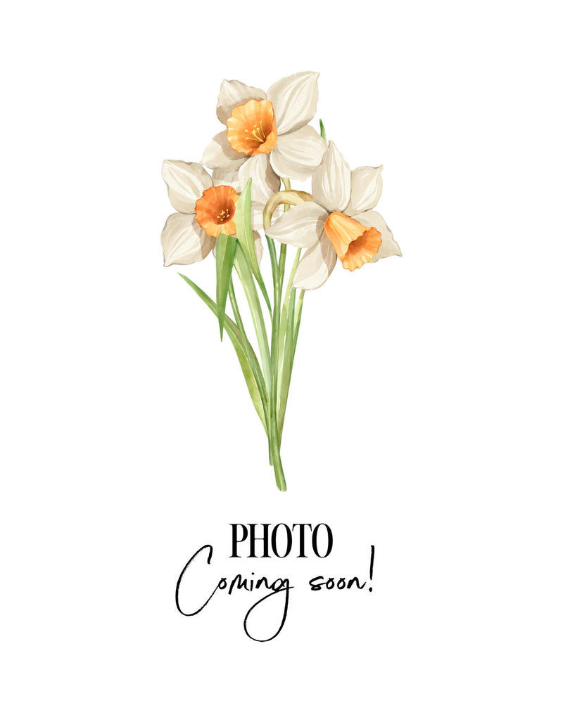 Narcissus 'Chromacolor'
