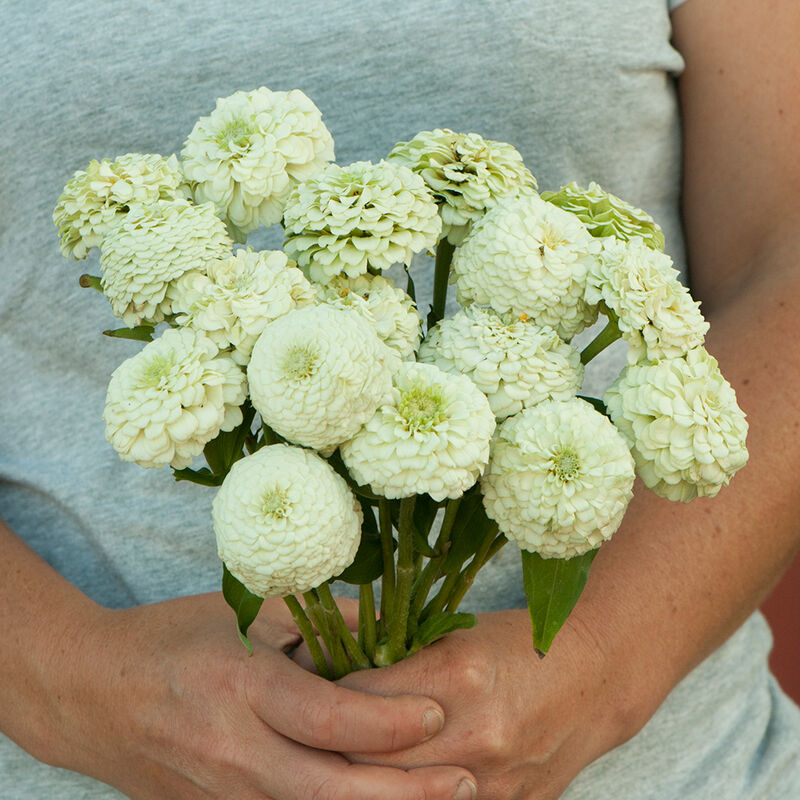 Zinnia 'Oklahoma White'