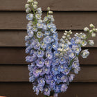 Delphinium 'Guardian Lavender'