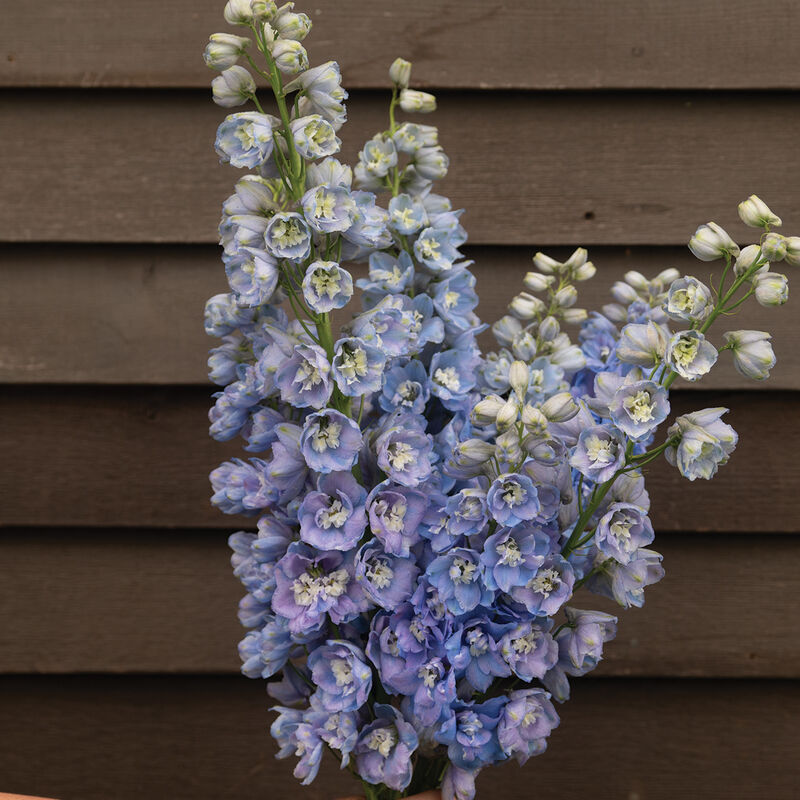 Delphinium 'Guardian Lavender'