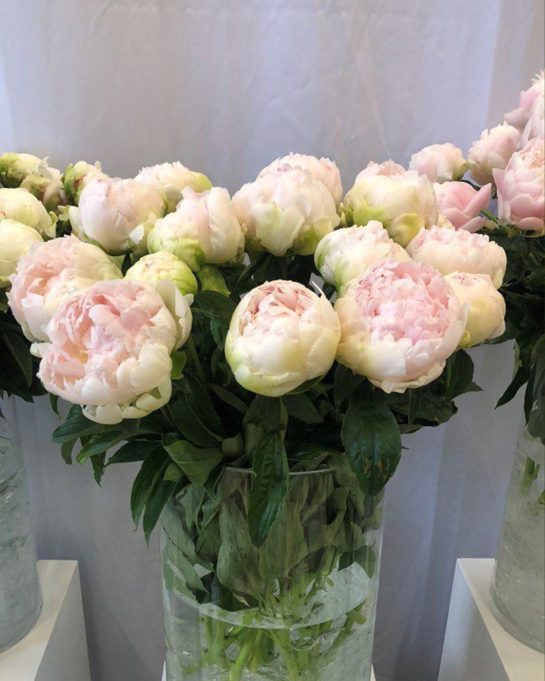 Peony 'Brother Chuck' (3–5 eye)