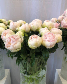 Peony 'Brother Chuck' (3–5 eye)
