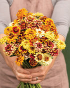 Zinnia 'Persian Carpet'