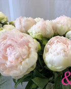 Peony 'Brother Chuck' (3–5 eye)