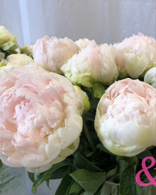 Peony 'Brother Chuck' (3–5 eye)