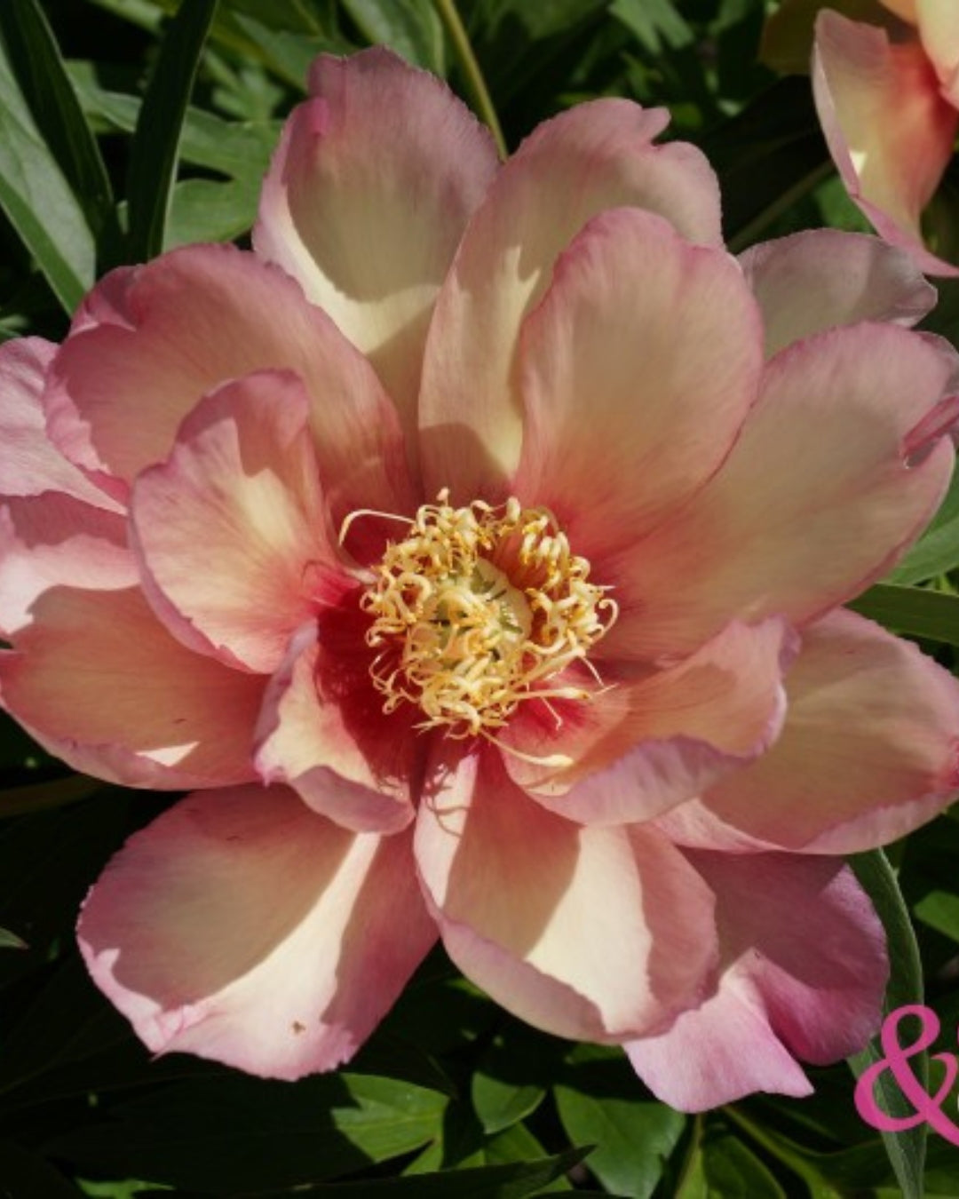 Peony 'Julia Rose' (3-5 eye)