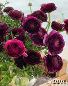 Ranunculus Italian Elegance Viola® (XL Corms)