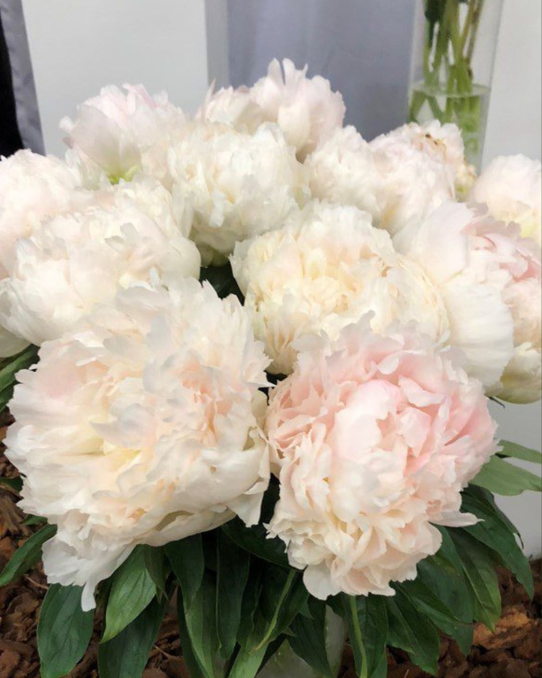 Peony 'Brother Chuck' (3–5 eye)