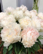 Peony 'Brother Chuck' (3–5 eye)