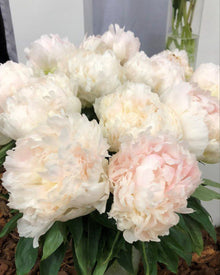 Peony 'Brother Chuck' (3–5 eye)