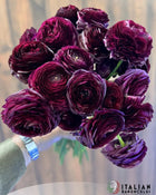 Ranunculus Italian Elegance Viola® (XL Corms)