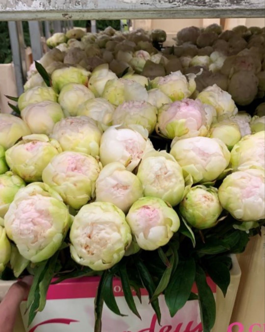 Peony 'Brother Chuck' (3–5 eye)