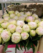 Peony 'Brother Chuck' (3–5 eye)