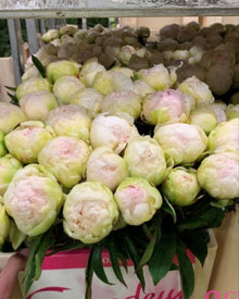 Peony 'Brother Chuck' (3–5 eye)