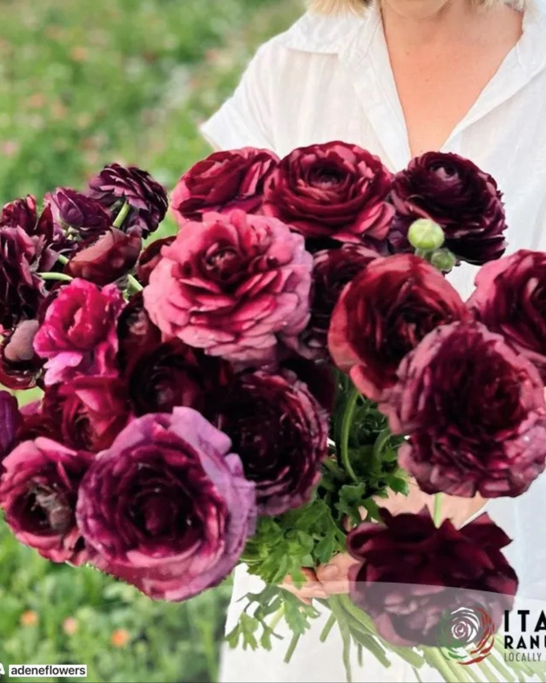 Ranunculus Italian Elegance Viola® (XL Corms) | Petal Back Farm