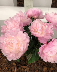 Peony 'Nancy Nora' (3–5 eye)