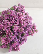 Statice 'Rose Shades'