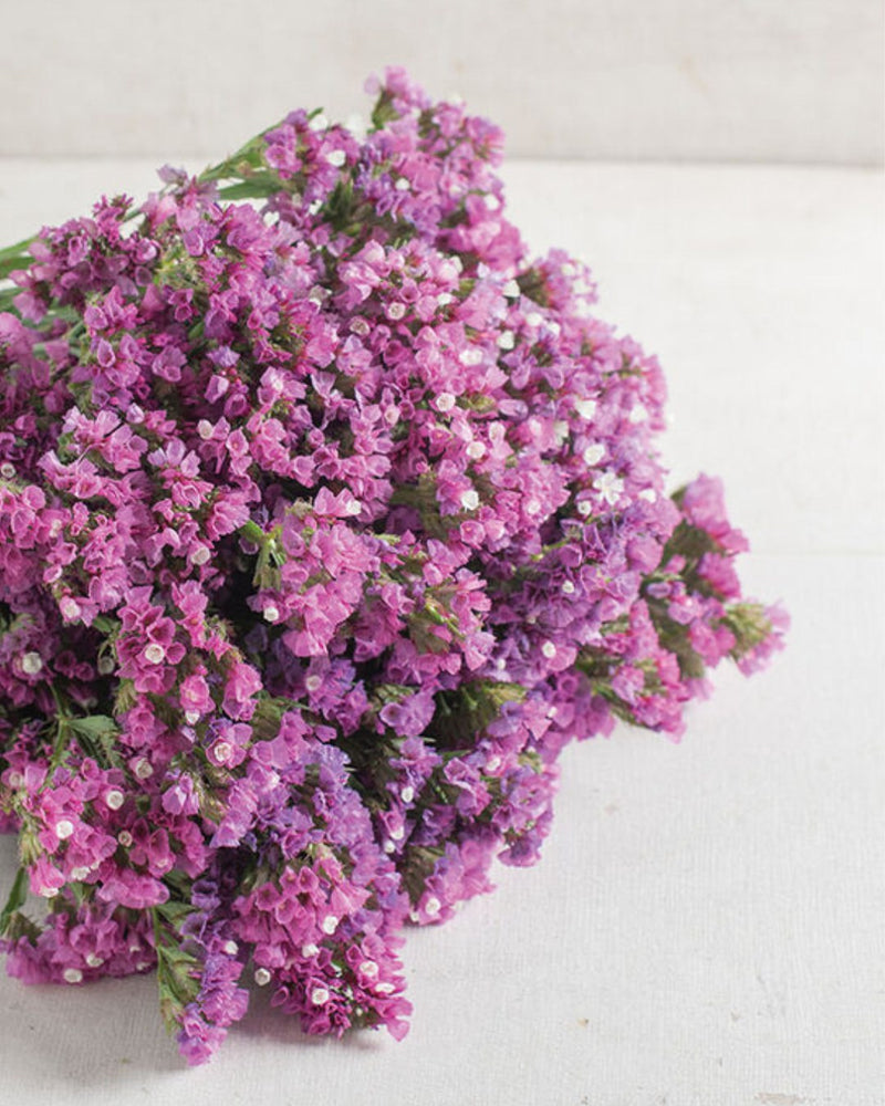 Statice 'Rose Shades'