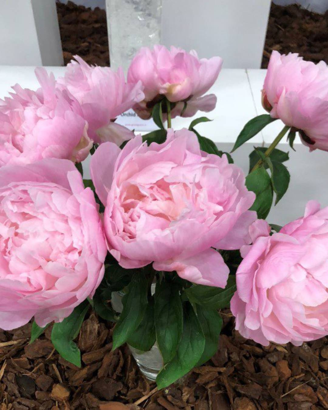 Peony 'Nancy Nora' (3–5 eye)