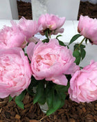Peony 'Nancy Nora' (3–5 eye)