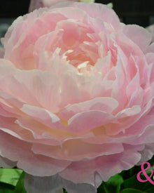 Peony 'Nancy Nora' (3–5 eye)