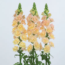 Snapdragon 'Snapstar Champagne'
