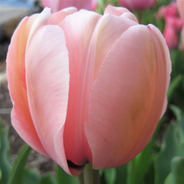 Tulip 'Salmon Impression'