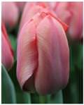 Tulip 'Salmon Van Eijk'