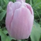 Tulip 'Candy Prince'