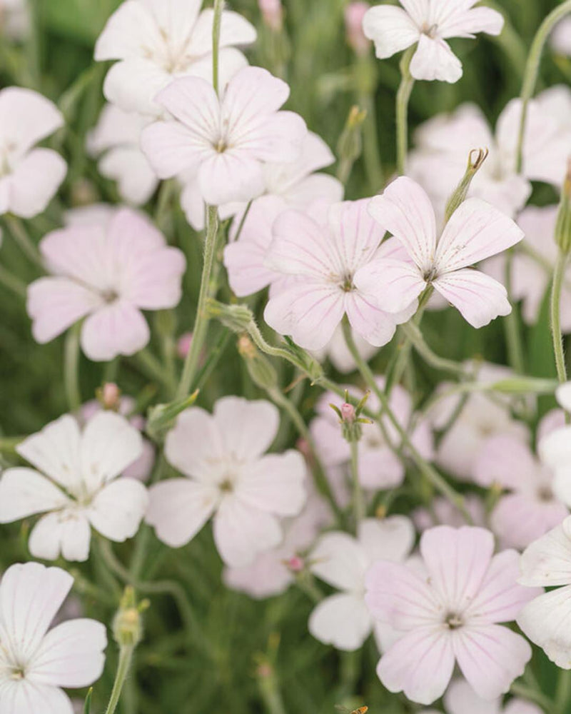 Agrostemma Corn Cockle Blossom Pearl