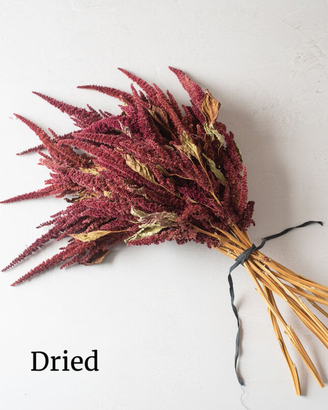 Amaranth 'Red Spike'