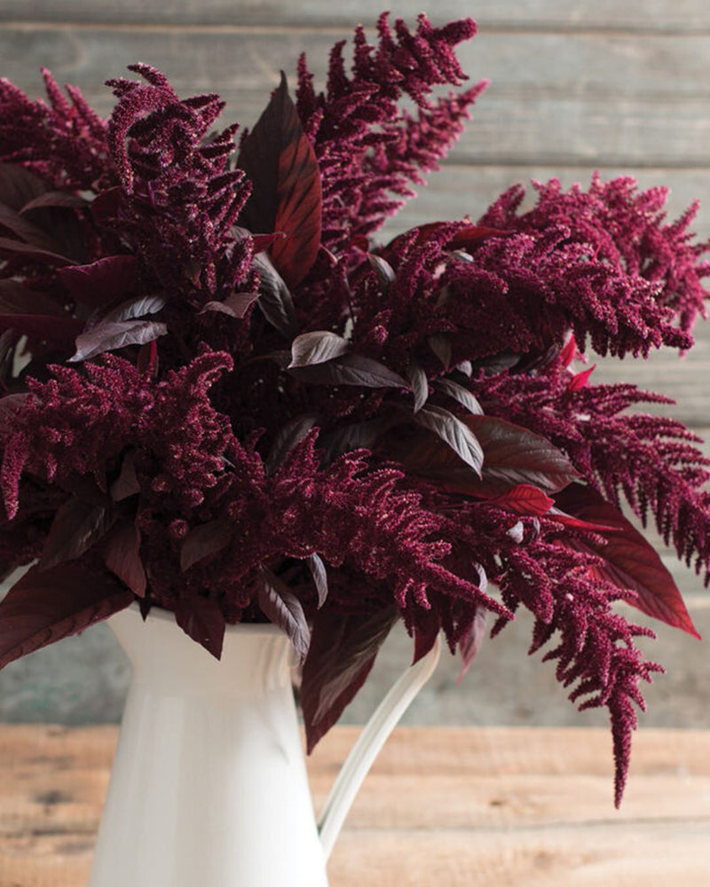 Amaranth 'Red Spike'
