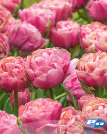 Tulip 'Henkie Penkie' (Mix includes Copper Image)