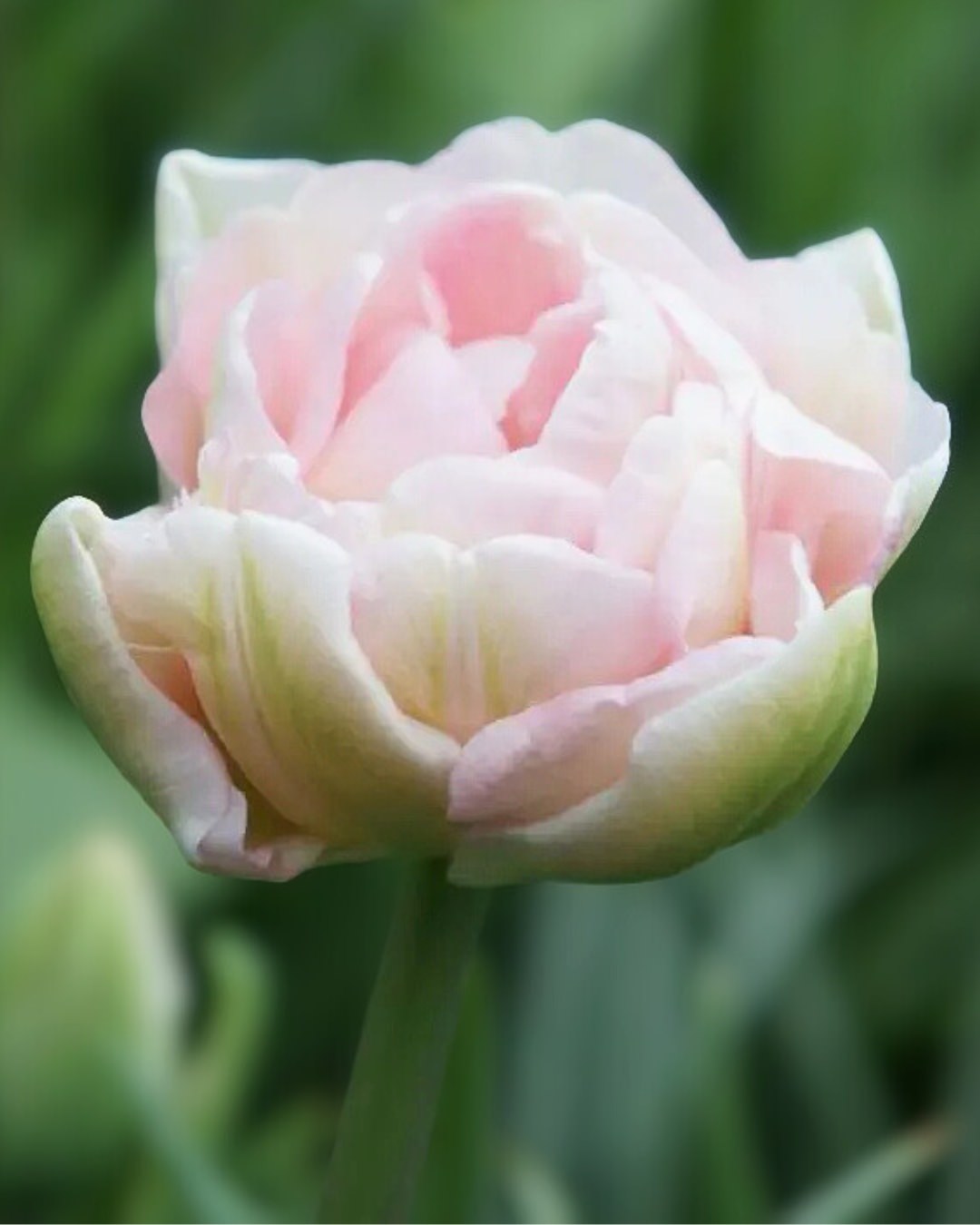 Tulip 'Angelique'