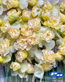 Narcissus 'Art Design'