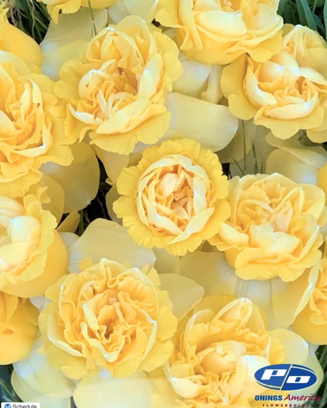 Narcissus 'Art Design'