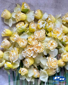 Narcissus 'Art Design'