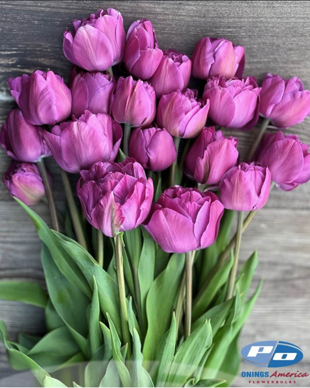 Tulip 'Backpacker'