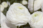 Ranunculus Italian Elegance Bianco®