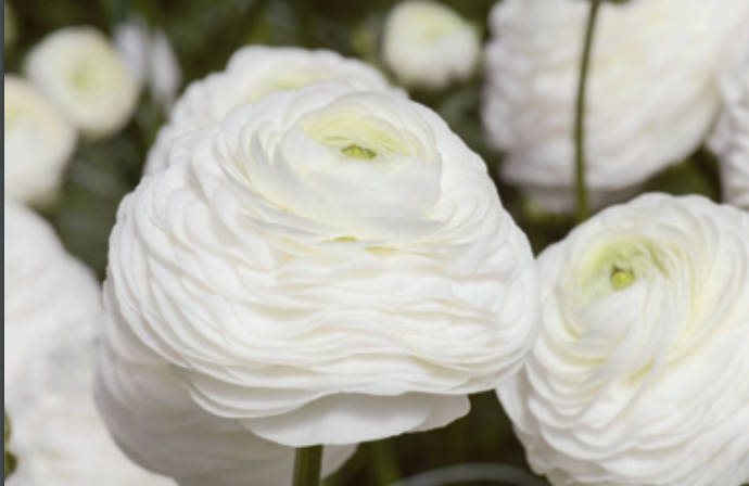Ranunculus Italian Elegance Bianco®