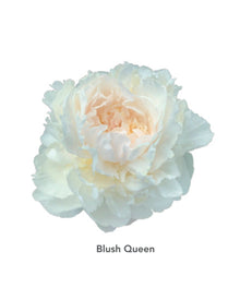 Peony 'Blush Queen' (3–5 eye)