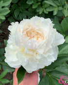 Peony 'Blush Queen' (3–5 eye)