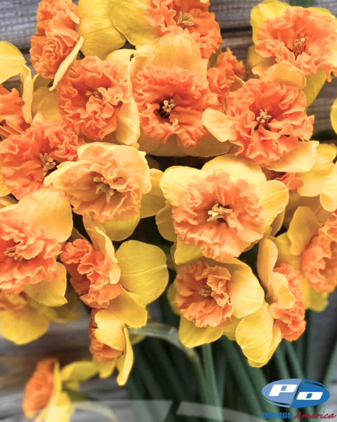 Narcissus 'Bright Corsage'
